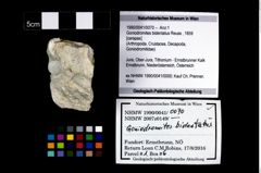 Foto (Objekt + Etikett) von Goniodromites bidentatus (Reuss, 1859)  (NHMW-GEO-1990-0041-0070)